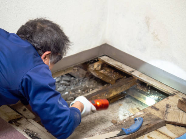 Best Commercial Mold Removal  in Oreland, PA