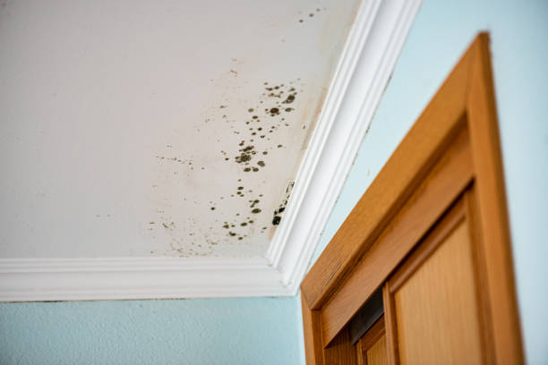 Mold Removal Process in Oreland, PA
