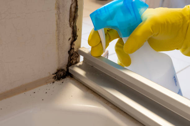 Best Mold Removal Process  in Oreland, PA