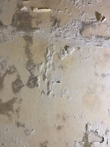 Attic Mold Removal in Oreland, PA