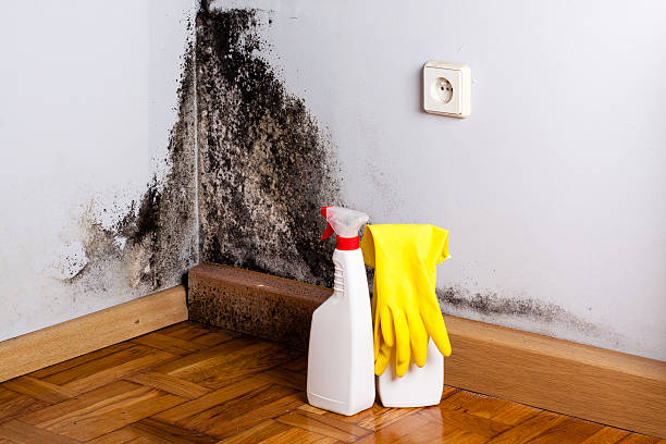 Best Same-Day Mold Removal  in Oreland, PA