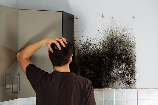 Best Certified Mold Removal  in Oreland, PA